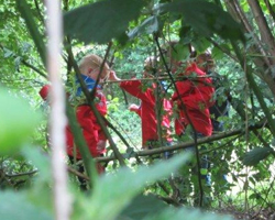 Bevers in bos